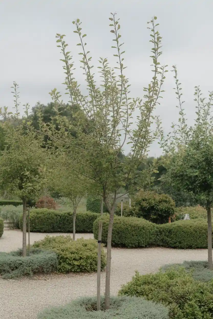 25 Low-Maintenance Minimalist Landscaping Ideas 20 Utilize Small Trees for Vertical Interest