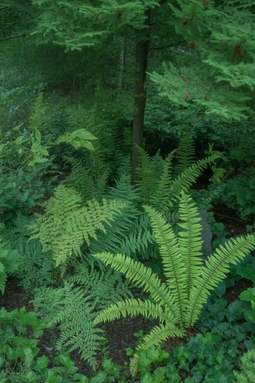 20 Minimalist Landscaping Ideas 7 Fern Garden Understory