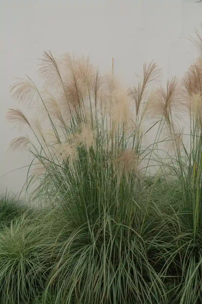 20 Minimalist Landscaping Ideas 3 Ornamental Grass Clusters