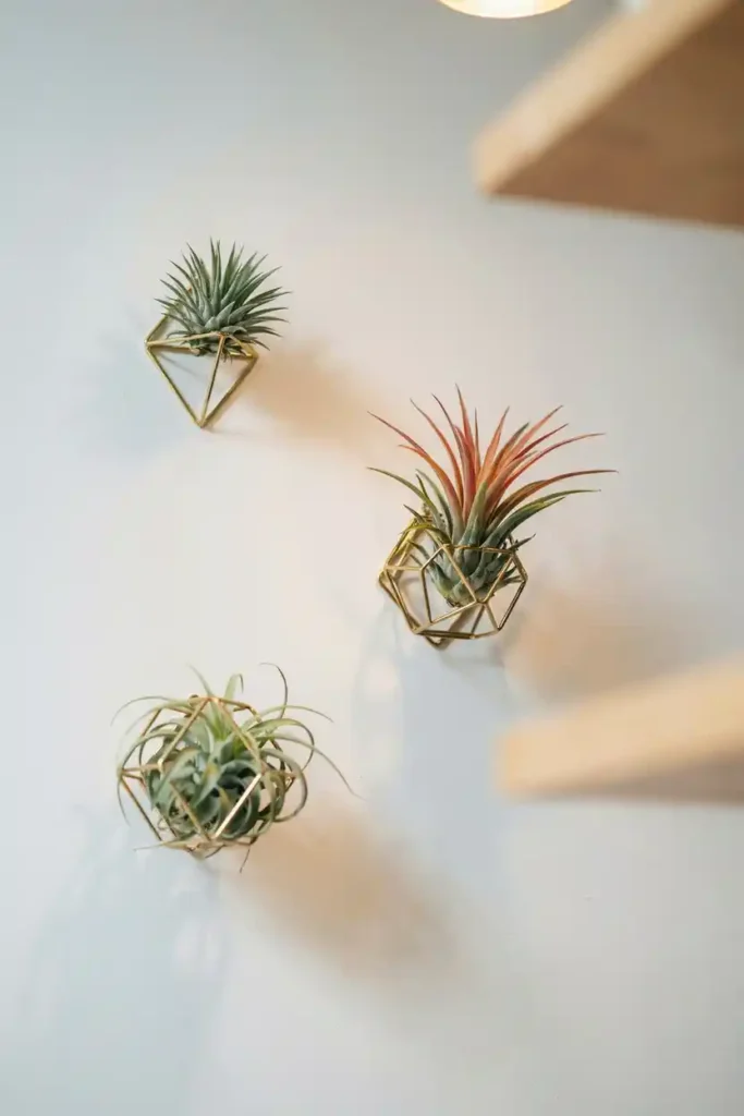 Air Plants in Geometric Holders