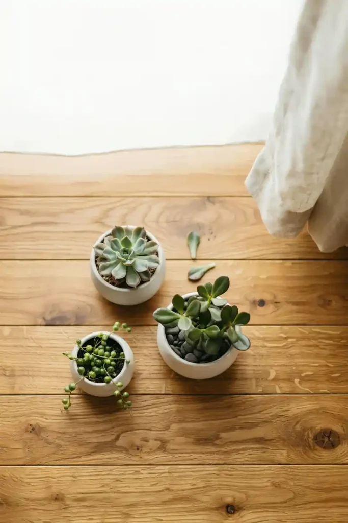 12 Holiday Gift Ideas 8 Indoor Plant or Succulent Set