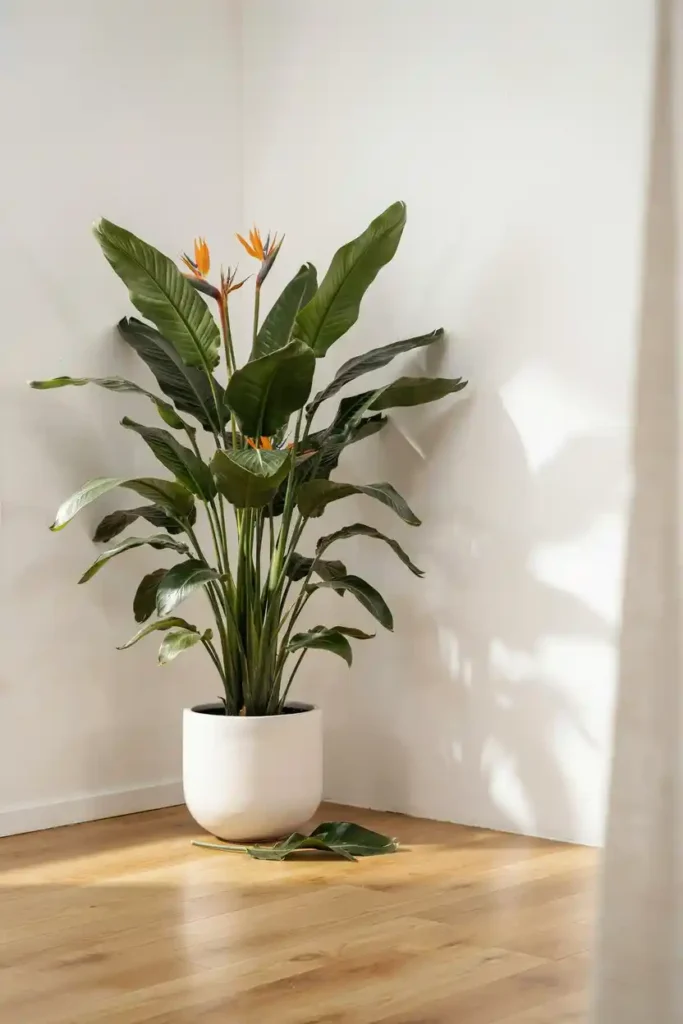 Single Statement minimalist Plant in an Empty Corner