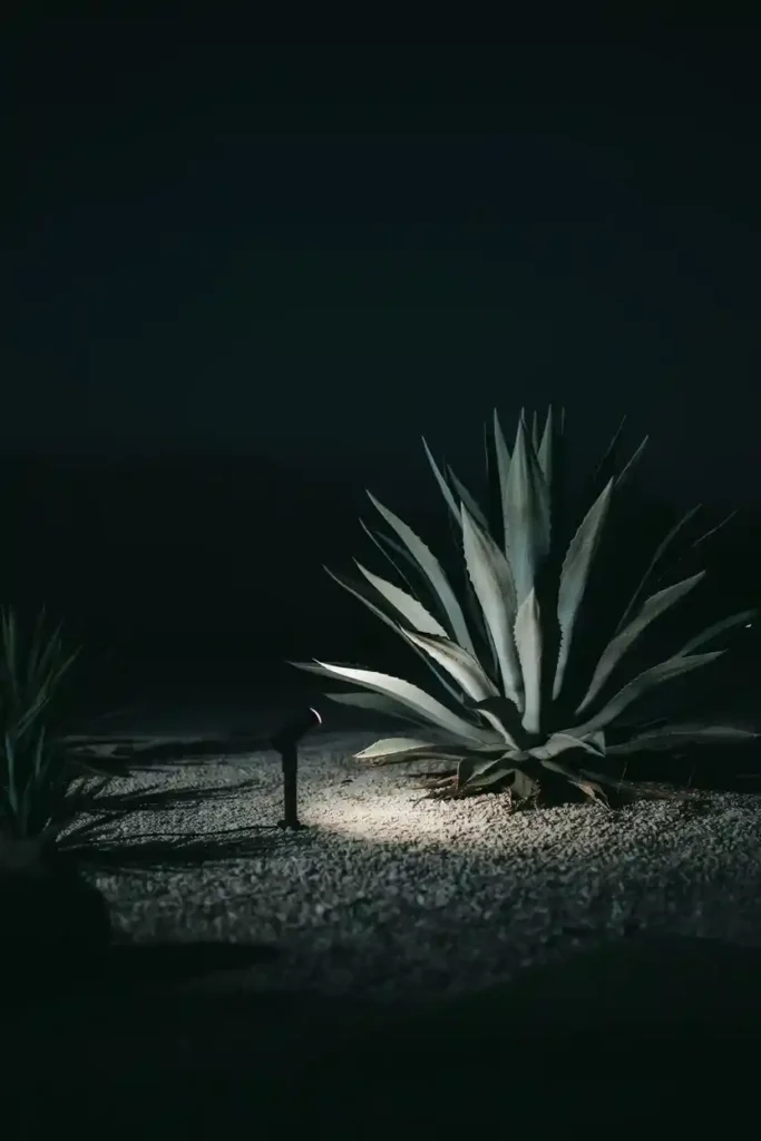 16 Minimalist Garden Lighting Ideas 14 Up-Lighting for Tall Architectural Plants